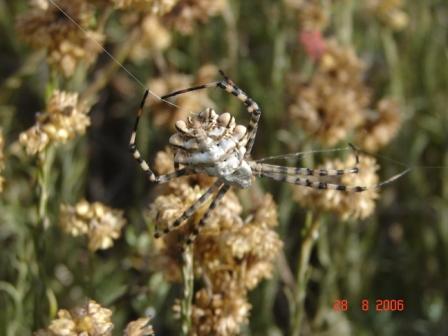 Argiope lobata